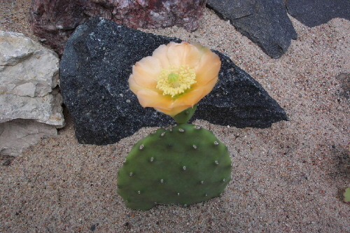 opuntia decumbens